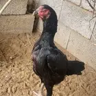 شامو الماني