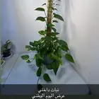 نبات داخلي توزيعات و عروض اليوم الوطني