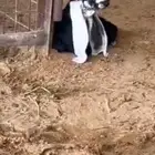 مشروع فحل عارضي كفو صنف معرف