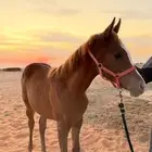 مهره فااخره