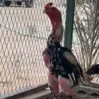 ديك شامو ألماني