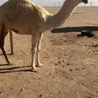 بكره طيبه للبيع