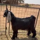 معزا فواخر عوارض