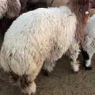 خرفان نعيم من المزرعة للبيع (العدد 6 - 10)