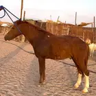 حصان