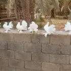 حمام شماسي هندي ابيض