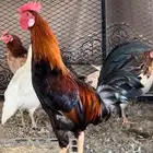 ( تم البيع ) ديك بلدي