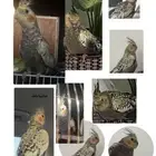 كروان مفقود