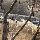 10طليان اضاحي