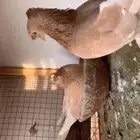 زوجين تركي دبل كرست ليموني واصفر