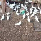 حمام فرنسي سوبر جامبو