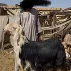 مشاريع فحول نجد فواااخر ( مباعه )