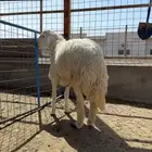 طليان حري جبر ناهي