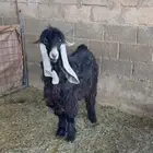 تيس وعنز عوارض ( تم البيع )