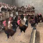 دجاج بلدي بياض