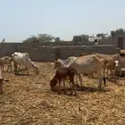بقر مناتيج