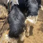 للبيع 7 خرفان نجدي