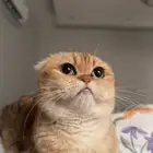 قطه سكوتش فولد