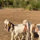جفار هولنديات فواااخر بالفحل