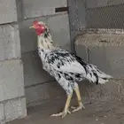 للبيع ديك باكستاني سندي دام صافي على الشرط