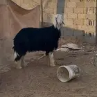 خروف نجدي صنف فاخر