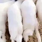 رجلا خرفان فل الفل