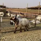 فحل نعيمي صنف