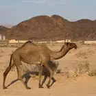 بكره صفراء كفو ساس