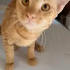 قط برتقالي بلدي للتبني