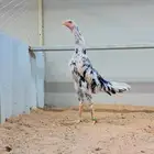 دجاجه شامو الماني هزاز بوران