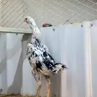 دجاجه هزاز شامو الماني بوران