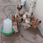 دجاج للبيع