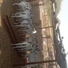 جفار للبيع