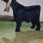 مشاريع فحول عوارض فواخر معرفات