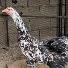 دجاج سندي بيور