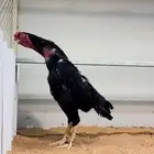 ديك شامو الماني دم هزاز