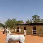 مهر واهو للبيع موالف الابل