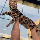 Bengal cat