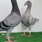 هومر رديوس وحامل لمون