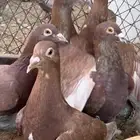 زاجل احمر فاخر مستوى وجروم توب