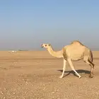 للبيع القحه طيبه