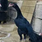 فرختين شامو الماني هزاز ( تم البيع )