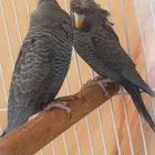 اجواز دبل بلاك   بلاك وينق