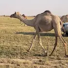 بكره لقيه مهجنه سلالة