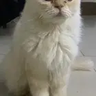 قطه هملايا مع شيرازي انثى