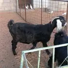 عنز حايل اول السدس
