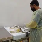 عمليات تعقيم قطط وكلاب