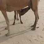 بكره سمين كفو وفوق الكفو على لبن امها