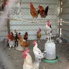 ديكه مشكله بلدي وفيومي