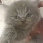 قط شيرازي